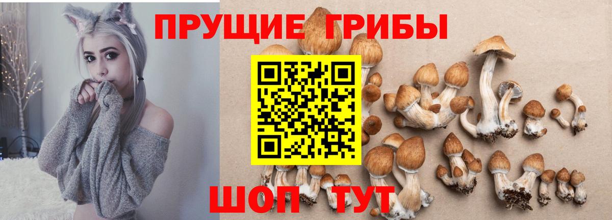 Псилоцибиновые грибы GOLDEN TEACHER Октябрьский